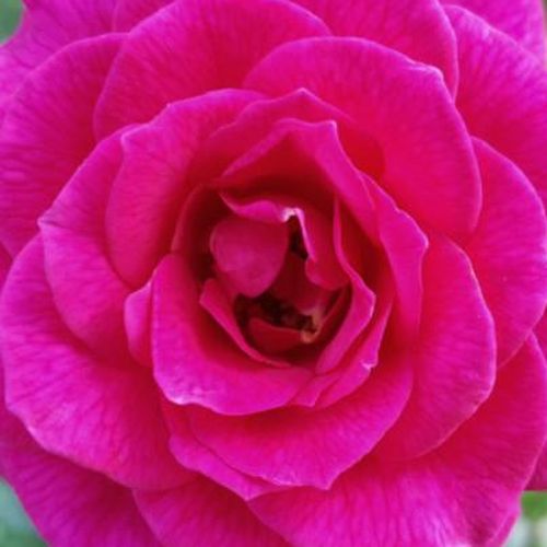 Online rózsa vásárlás - Lila - climber, futó rózsa - diszkrét illatú rózsa - Rosa Gloriana - Christopher H. Warner - ,-